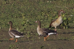 21kerkini-lwfg-and-egyptian-goose